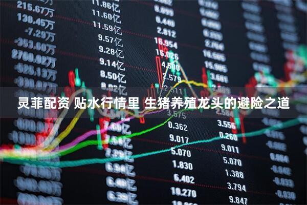 灵菲配资 贴水行情里 生猪养殖龙头的避险之道